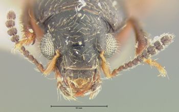 Media type: image;   Entomology 24069 Aspect: head frontal view